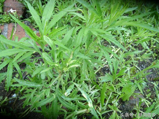 十大最好吃山野菜，长白山山野菜你那有吗