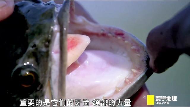 最新品种怪鱼，幼鱼只要10元一条，谁在卖