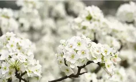 这里的花朵，这里的花都开成