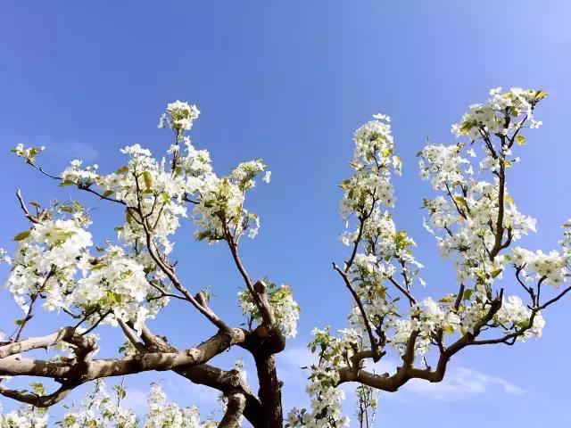 这里的花朵，这里的花都开成