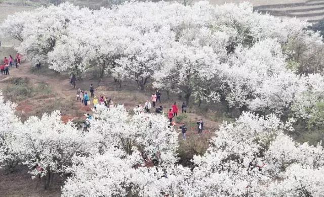 这里的花朵，这里的花都开成