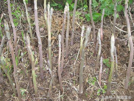 十大最好吃山野菜，长白山山野菜你那有吗