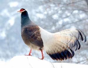三眼花翎什么意思，清朝三眼花翎相当于什么官