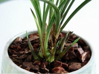 兰花几天浇一次水，新手养的兰花多久浇一次水（比磷酸二氢钾效果更好）