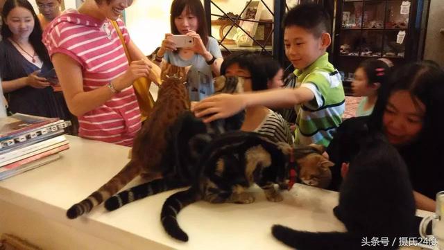 猫咪咖啡馆要了解什么，开家猫咪主题咖啡馆