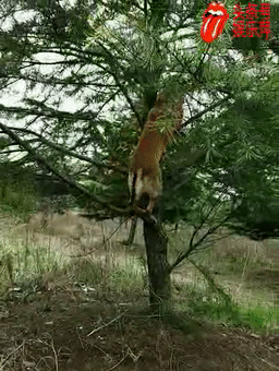 马犬的优点和缺点，马犬的优点和缺点个人心得
