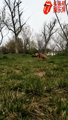 马犬的优点和缺点，马犬的优点和缺点个人心得