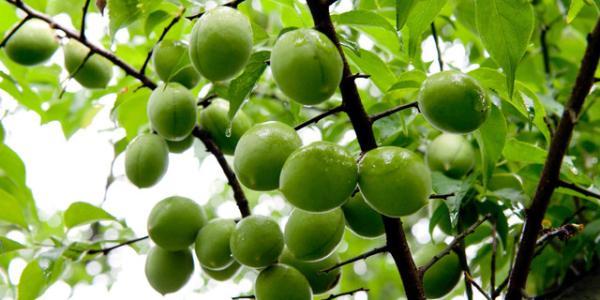 大理的美食和特产，云南省大理市美食介绍