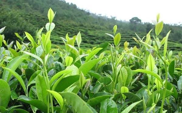 大理的美食和特产，云南省大理市美食介绍
