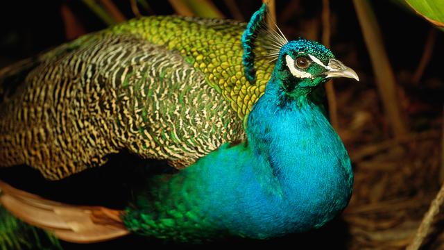 绿孔雀濒临灭绝，“百鸟之王”绿孔雀濒临灭绝