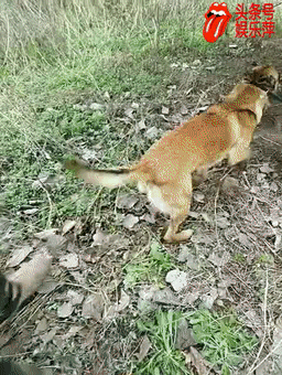 马犬的优点和缺点，马犬的优点和缺点个人心得
