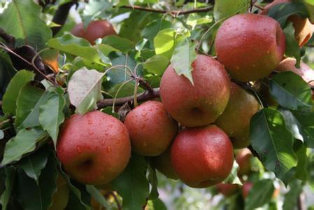 大理的美食和特产，云南省大理市美食介绍