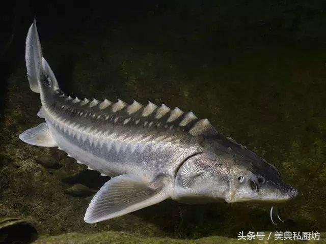 即食深海鱼子酱可以怎么吃，鱼子酱与食物这样搭配更让人无法抗拒