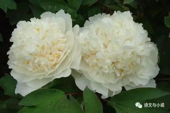 牡丹品种三百多，牡丹中的好品种有哪些