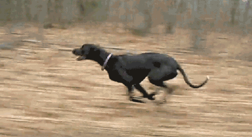 灵缇猎犬哪种最好，挑选一条好的格力犬灵缇犬要做好这五点