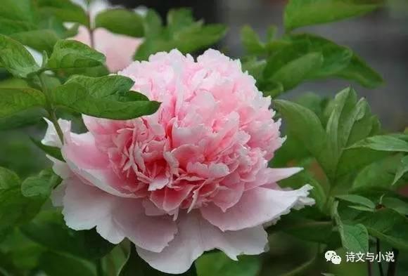 牡丹品种三百多，牡丹中的好品种有哪些