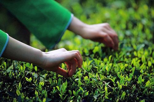 四川老鹰茶是啥茶，植物学名为“毛豹皮樟”