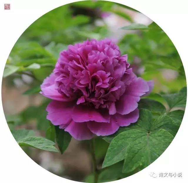 牡丹品种三百多，牡丹中的好品种有哪些