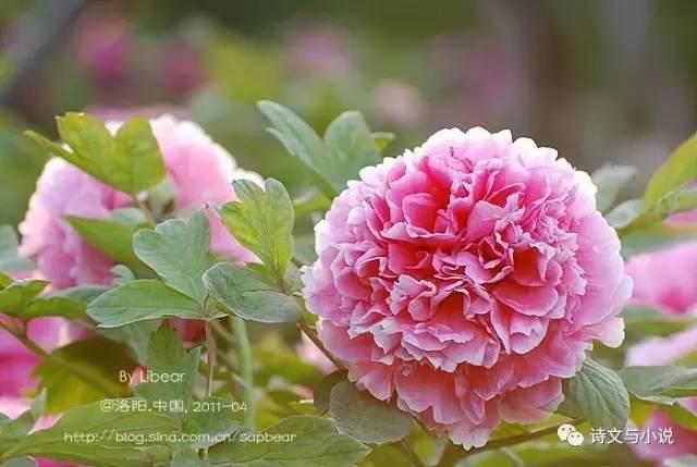 牡丹品种三百多，牡丹中的好品种有哪些