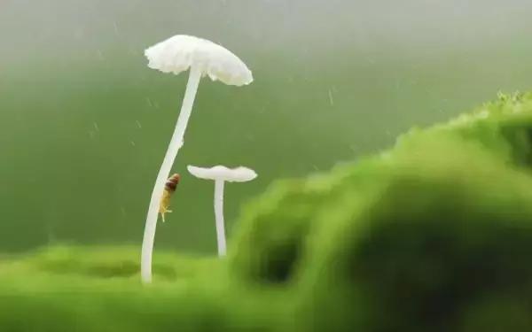 晚安美图170418：包容不是懦弱，也不是忍让
