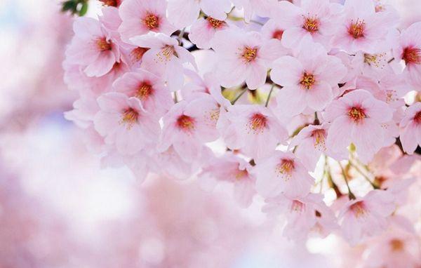 3月份北京桃花哪里开得最好看，不想跑远路又想赏花的请看这里