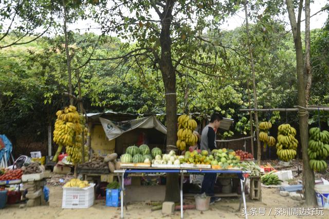 深圳凤凰山爬山指南，那深圳周边的这座海拔800