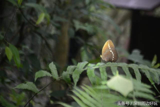 深圳凤凰山爬山指南，那深圳周边的这座海拔800