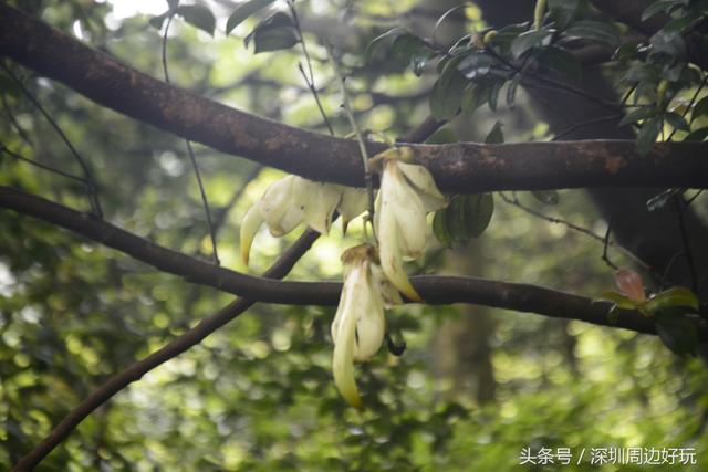 深圳凤凰山爬山指南，那深圳周边的这座海拔800