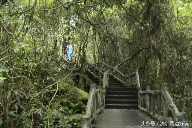 深圳凤凰山爬山指南，那深圳周边的这座海拔800