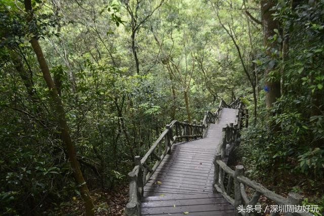 深圳凤凰山爬山指南，那深圳周边的这座海拔800