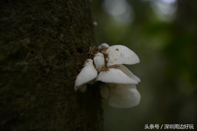 深圳凤凰山爬山指南，那深圳周边的这座海拔800