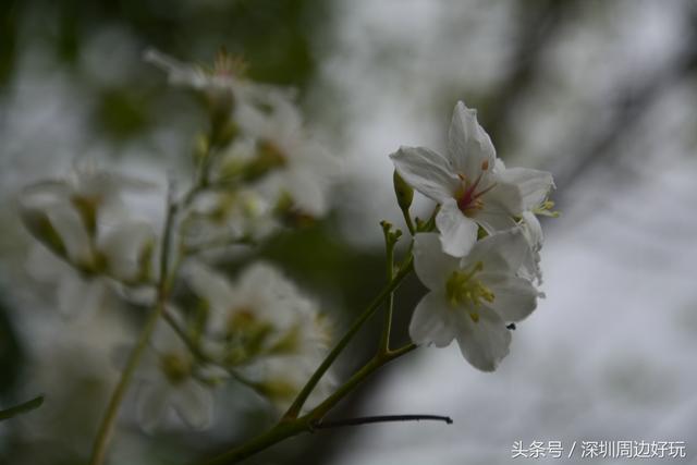 深圳凤凰山爬山指南，那深圳周边的这座海拔800