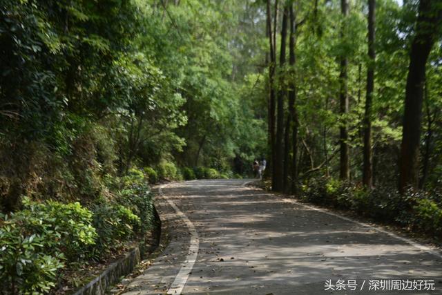 深圳凤凰山爬山指南，那深圳周边的这座海拔800