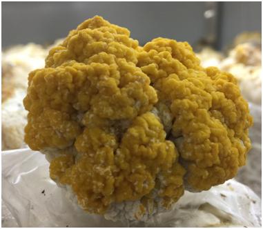 金耳的功效与作用，野生金耳的功效与作用（金耳和银耳的区别有哪些）