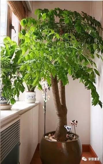 复古绿和浅绿色哪个更好看，刷爆西安时尚圈