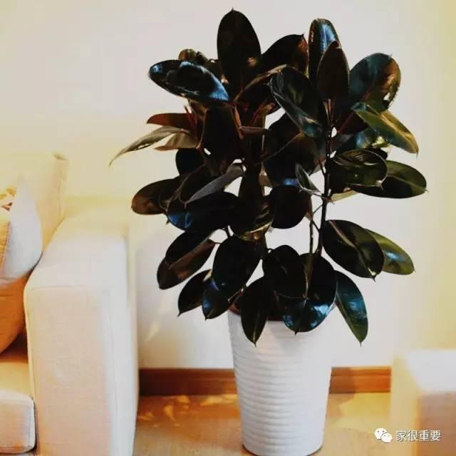 复古绿和浅绿色哪个更好看，刷爆西安时尚圈