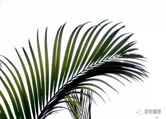 复古绿和浅绿色哪个更好看，刷爆西安时尚圈