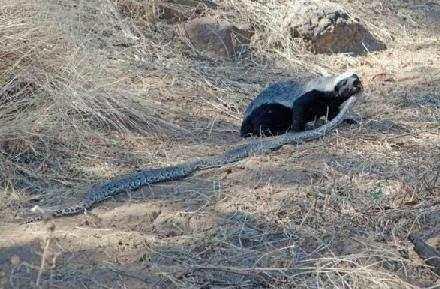 蜜獾打得过老虎吗，平头哥蜜獾与老虎