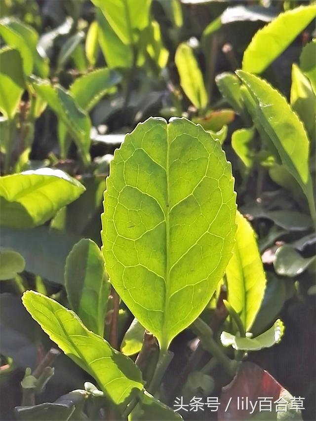 泰山女儿茶小罐茶，泰山女儿茶物以稀为贵