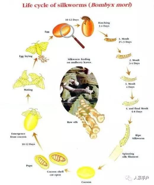 蚕宝宝怎么养才好看，平时的养护很重要