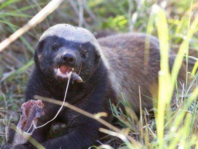 蜜獾打得过老虎吗，平头哥蜜獾与老虎
