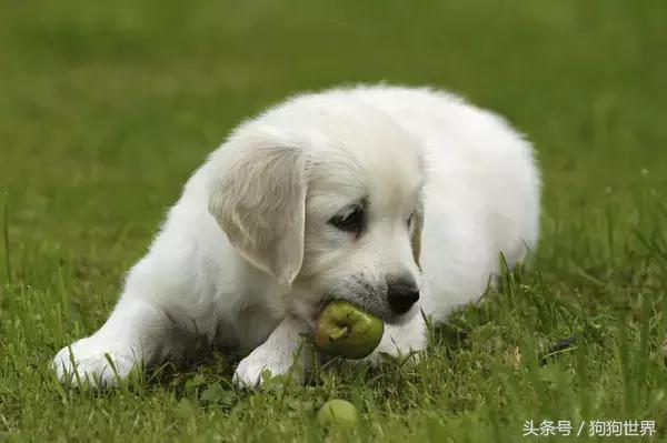 狗狗疫苗怎么打，狗狗疫苗该怎么注射