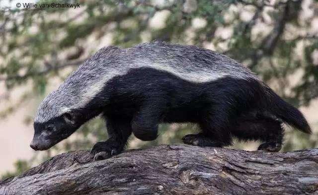 蜜獾打得过老虎吗，平头哥蜜獾与老虎