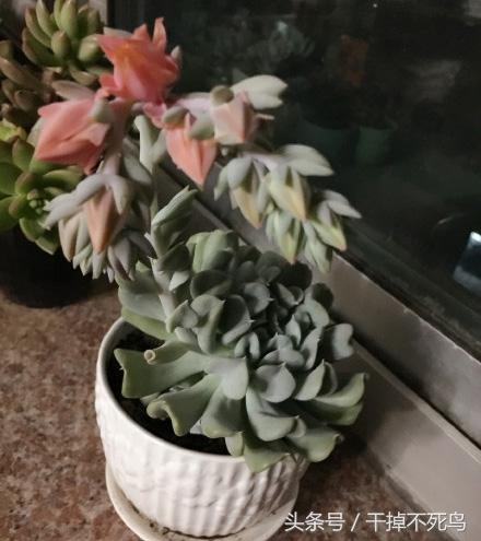 常见的自己养殖的多肉植物玉莲，图鉴特玉莲多肉植物