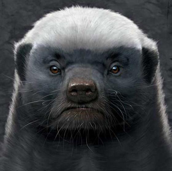 蜜獾打得过老虎吗，平头哥蜜獾与老虎