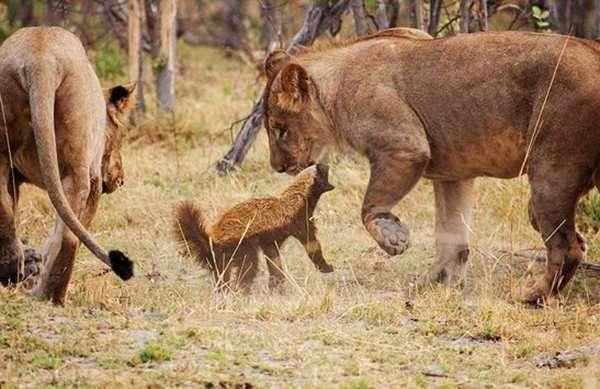 蜜獾打得过老虎吗，平头哥蜜獾与老虎
