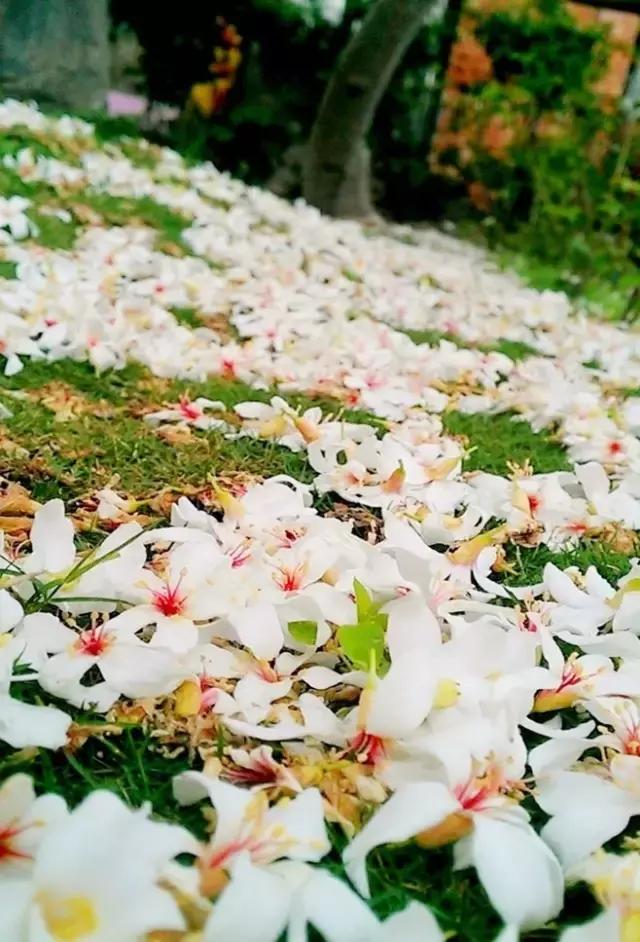 早安美图170507：心依暖阳，静候花开