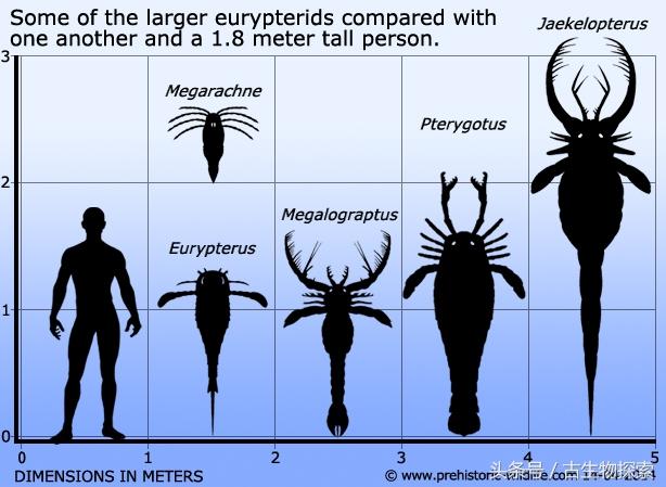 3米长的史上最大节肢动物，蓝血动物鲎（为什么没有微型哺乳动物和大型昆虫）