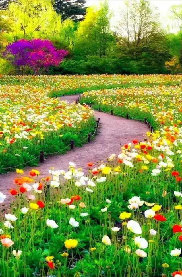 早安美图170507：心依暖阳，静候花开