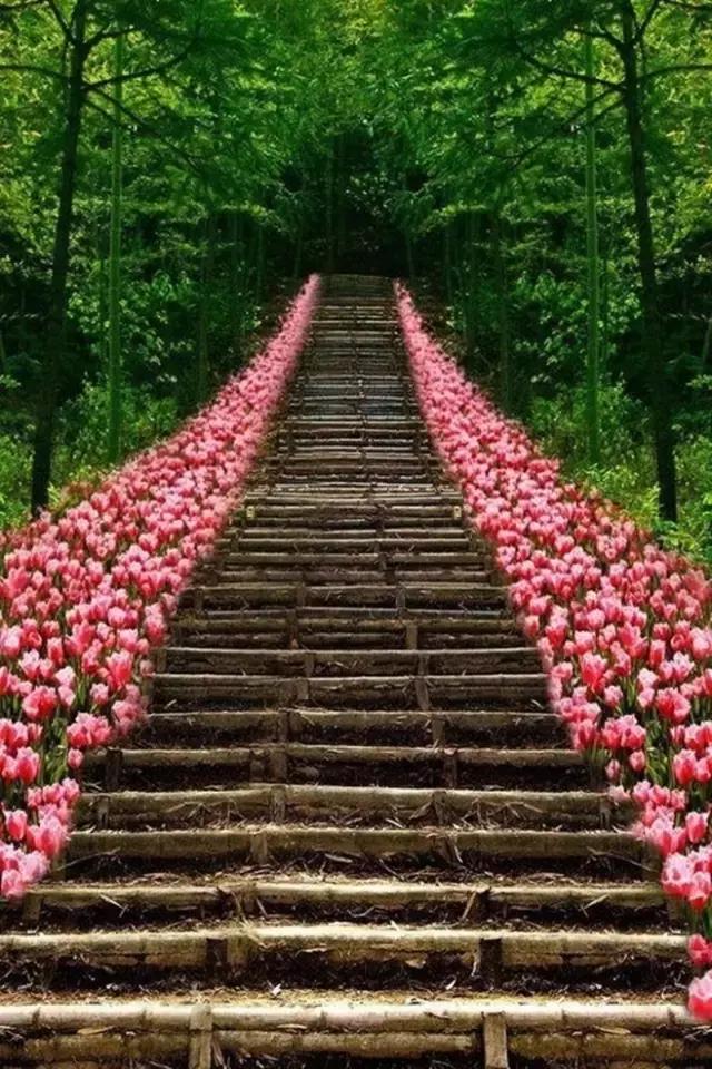 早安美图170507：心依暖阳，静候花开